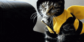 Cat In Bee Costume GIF