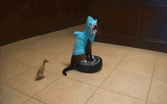 Cat In Shark Costume On A Roomba Followed By A Duckling