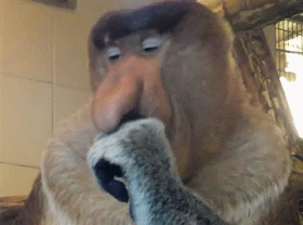 Gigantic Nose Monkey GIF