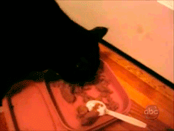 Cat Steals Food Funny GIF