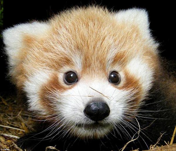 Cute Baby Red Panda
