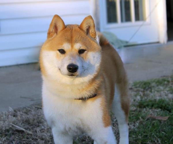 Beautiful Shiba Inu Photo