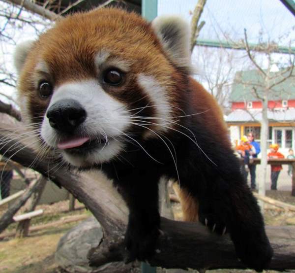 Curious Red Panda