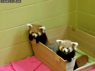 Cute Red Pandas Wrestling