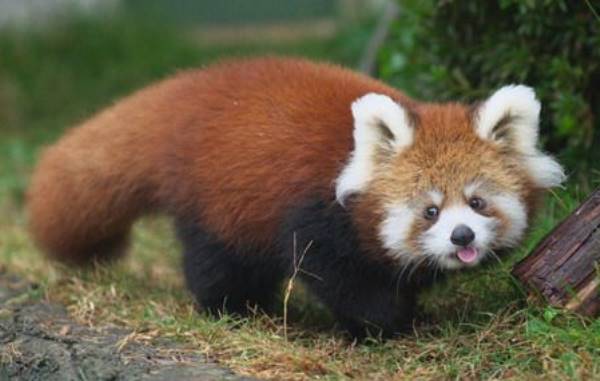 Cute Red Panda Photographs