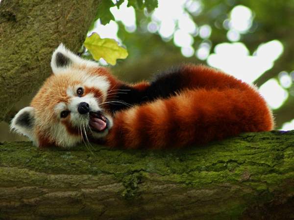 Cute Red Panda Photos Yawning