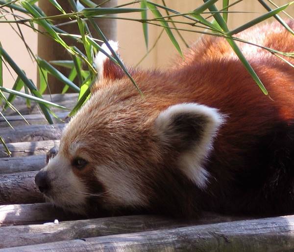 Cute Red Panda Photos