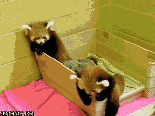 Cute Red Pandas