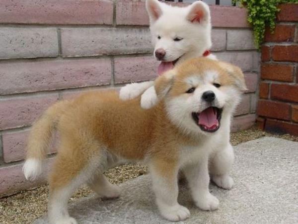 Cute Shiba Inu Puppies