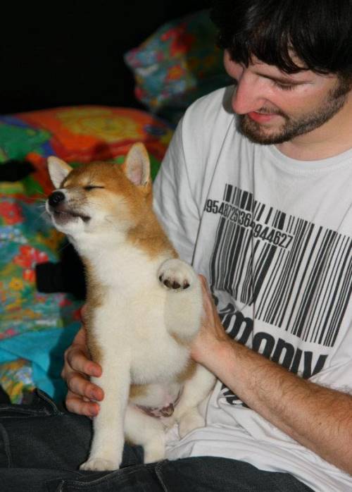 Cute Shiba Inu Puppy