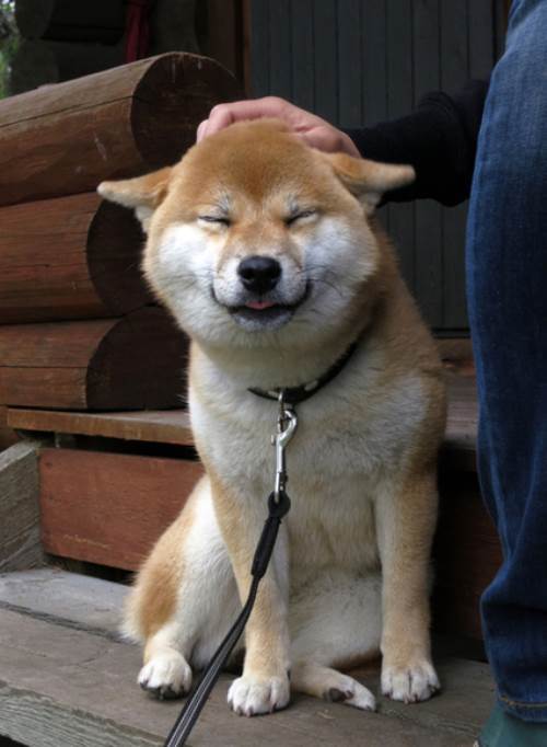 Cute Shiba Inu Photos