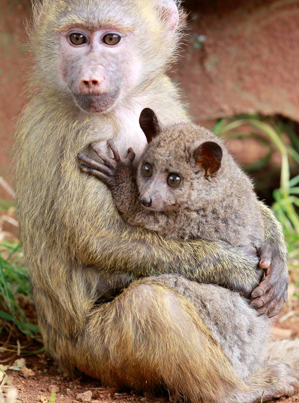 Baboon And Bushbaby