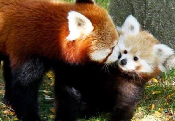 Cutest Red Panda Photos