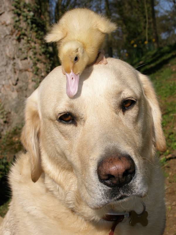 Dog And Duckling