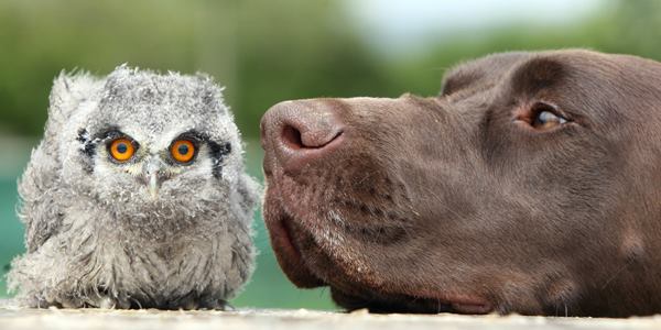 Dog And Owl