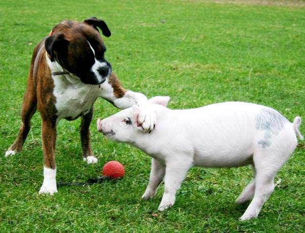 Dog Piglet Friends