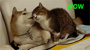 Doge And Cat GIF