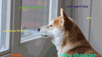 Doge Protects The Window