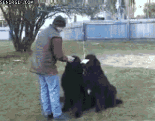 Funny GIFs Worst Dog Trick Ever