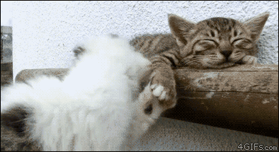 My favorite cat gif of all time : r/funny