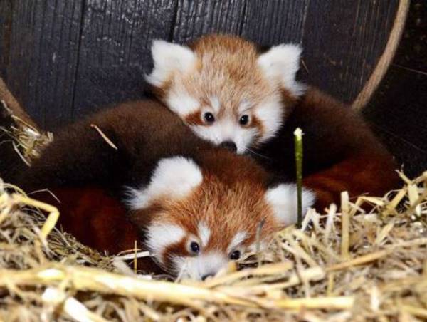 Red Panda Babies Cuddling