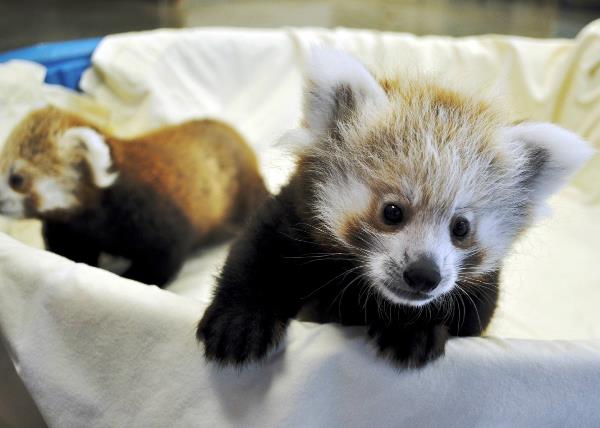 Red Panda Babies