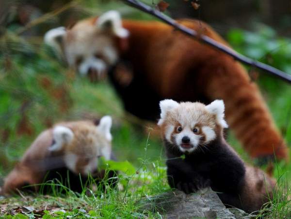 Red Panda Cub Photos