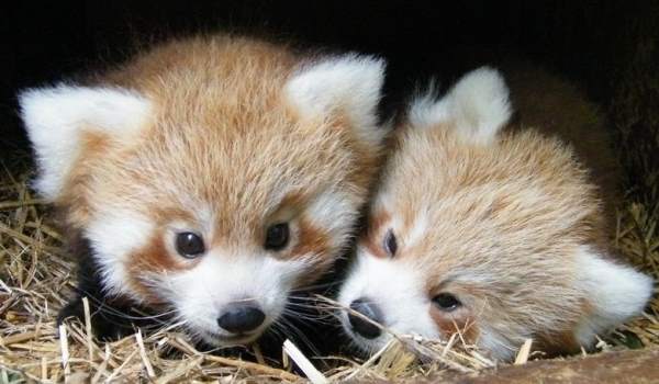 Red Panda Cubs