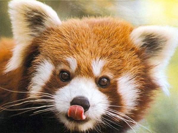 Red Panda Cute Face