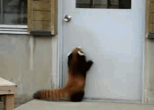 Red Panda Door