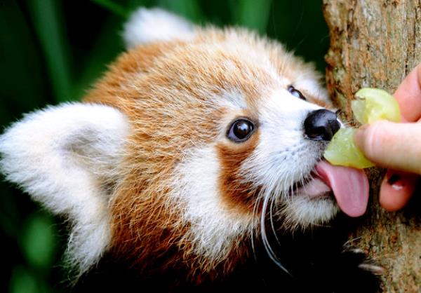 Red Panda Eating Grape
