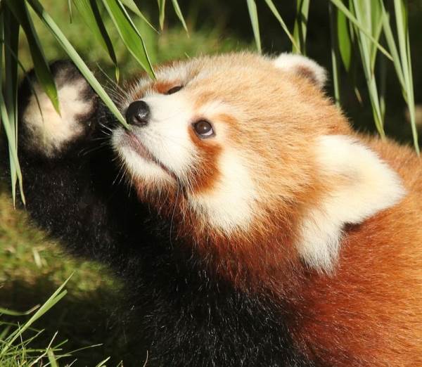 Red Panda Eating Cutely
