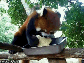 Red Panda Eats Sandwich