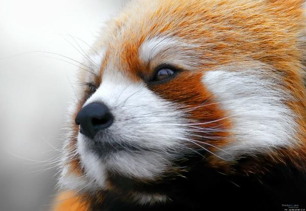Red Panda Face