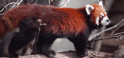 Red Panda GIFs Posin