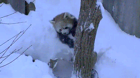 Red Panda GIFs Snow