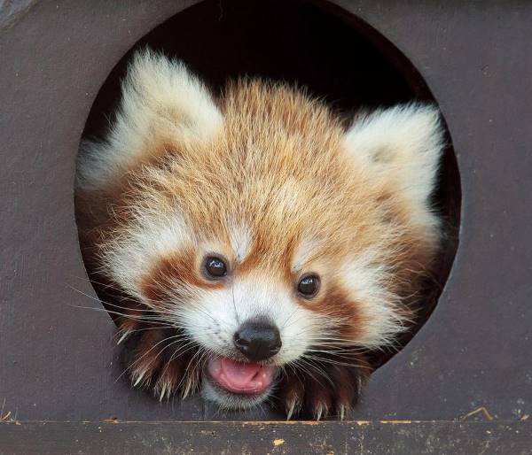 Red Panda Hey