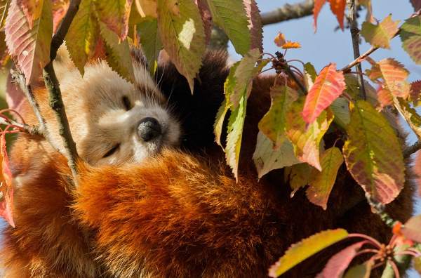 Red Panda In Tree