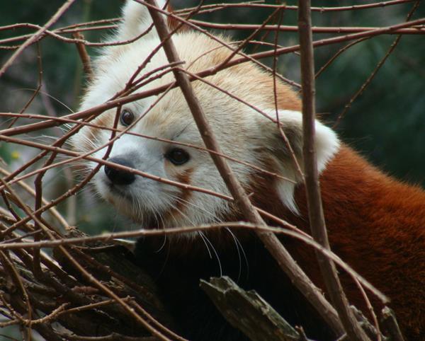 Red Panda Looking