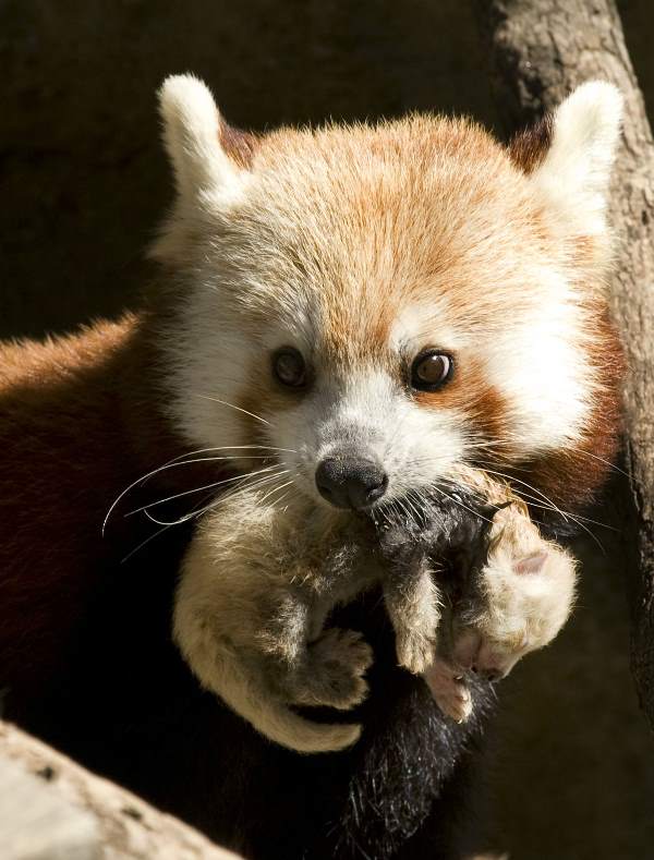 Red Panda Mom