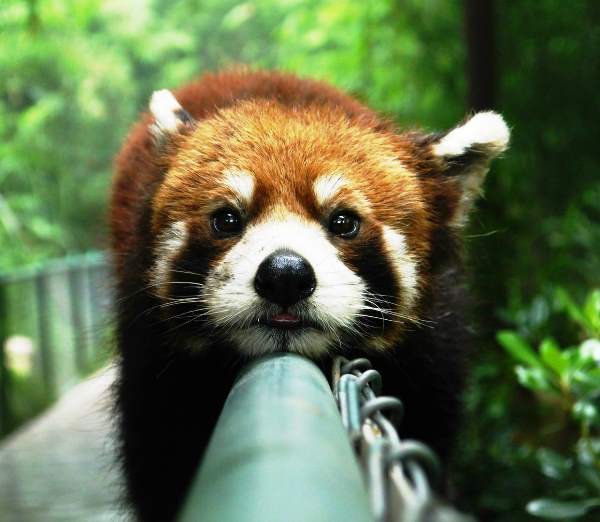 Red Panda On Railing