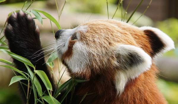 Red Panda Paw