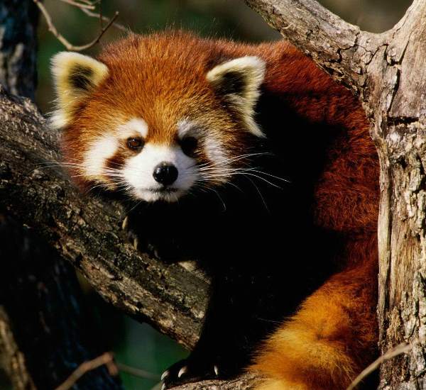 Red Panda Photographs Looking