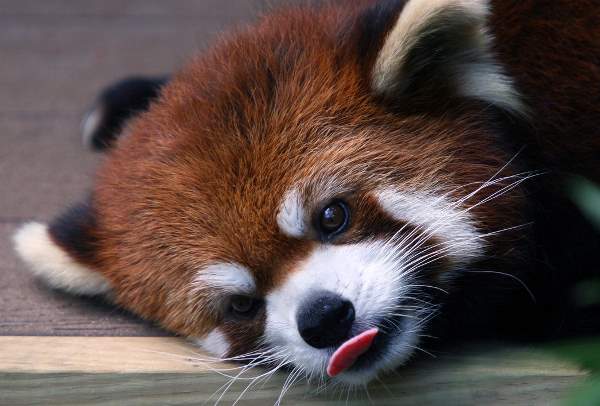 Red Panda Photographs