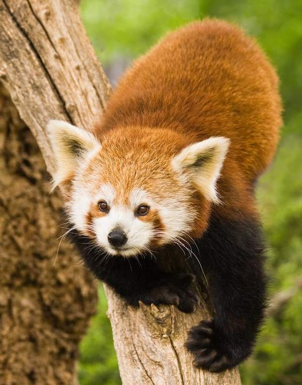Red Panda Photos Climbing