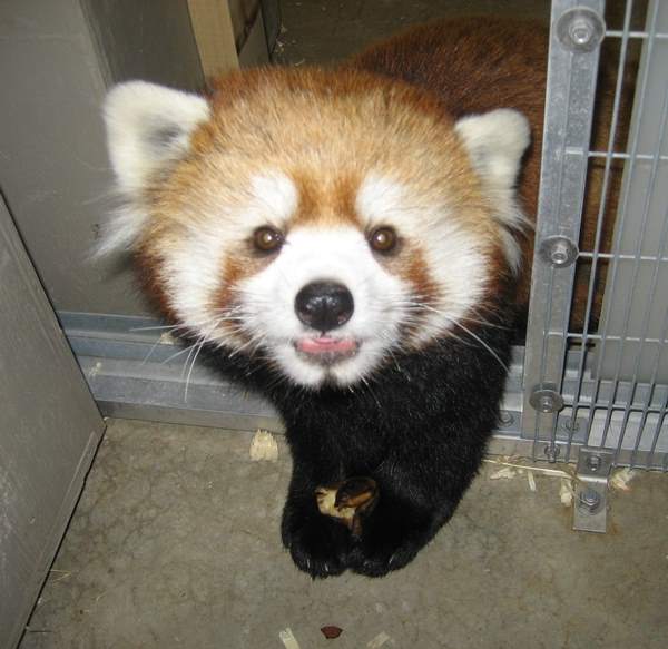 Red Panda Photos Cute