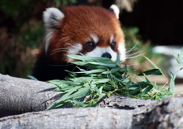 Red Panda Photos Eating