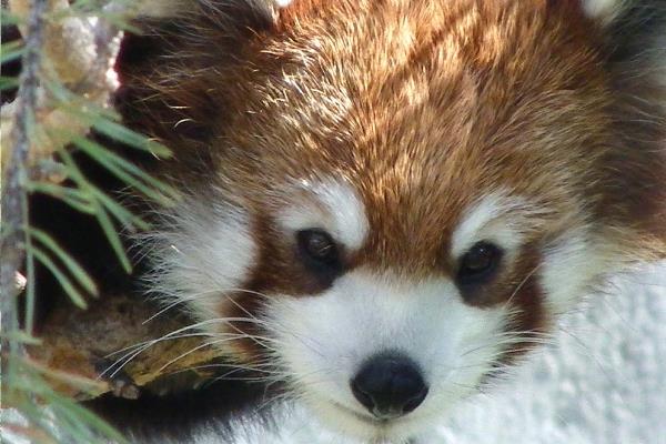 Red Panda Photos Face