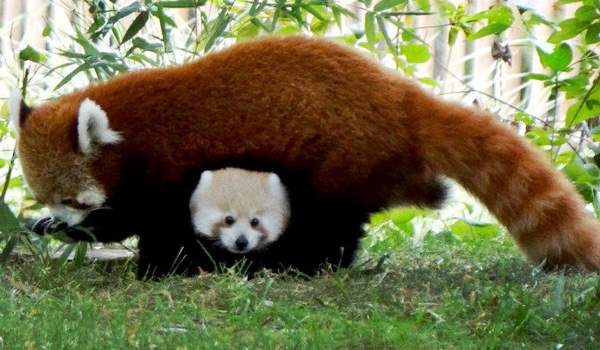 Red Panda Photos Family