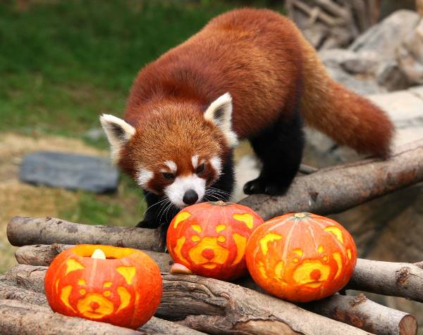 Red Panda Photos Halloween